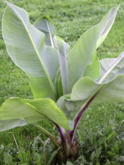 กล้วยเอธิโอเปีย (Ethiopian Banana / Ensete Ventricosum) / 3 เม็ด (UK)*