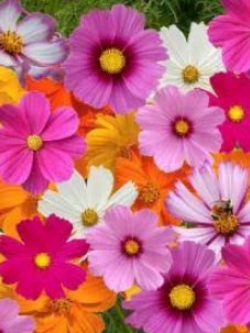 ดาวกระจาย (Cosmos) คละ / 200 เม็ด