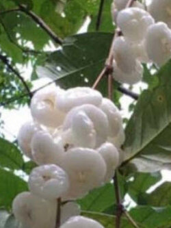 ต้นชมพู่เพชรนางฟ้า ผลสีขาว กิ่งตอน สูง 75-100 ซ.ม.