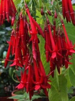ฟิวเซีย โบลิเวียนา (Fuchsia boliviana) สีแดง / 25 เม็ด (USA)
