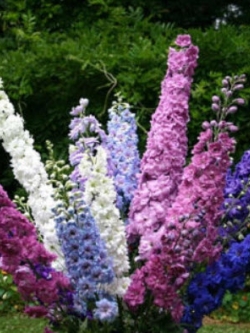 เดลฟิเนียม-แปซิฟิค (Delphinium - Pacific) คละ ดอกใหญ่ / 160 เม็ด (UK)