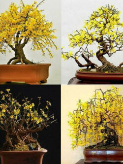 เหลี่ยงเคี้ยว (Weeping Forsythia) บอนไซ / 20 เม็ด (China)