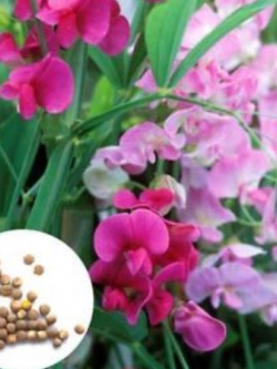 สวีทพี แมมมอธ (Sweet Pea Mammoth) คละ / 200 เม็ด