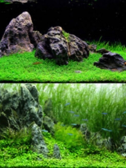 ต้นไม้น้ำ ใบเล็ก (S) / 1 ถุง