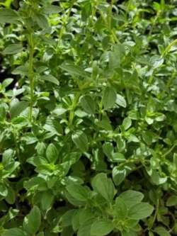 ออริกาโน (Oregano / Origanum vulgare) / 2,000 เม็ด (Spain)