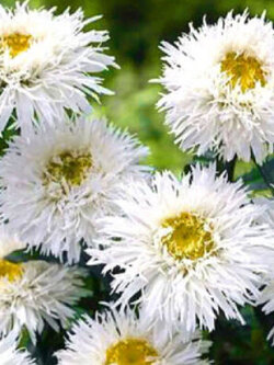 เครซี่ เดซี่ (Crazy Daisy / C.leucanthemum) สีขาว ไม้ตัดดอก / 200 เม็ด (UK)