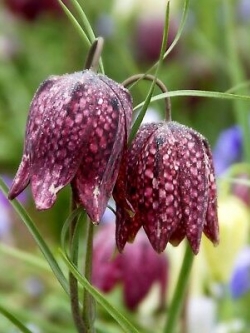 มงกุฏจักรพรรดิ์ (Crown Imperial) สีม่วงจุดขาว / 100 เม็ด