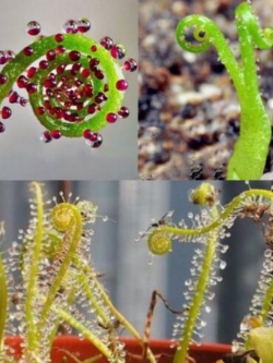 สนน้ำค้างโปรตุเกส (Drosophyllum) / 100 เม็ด