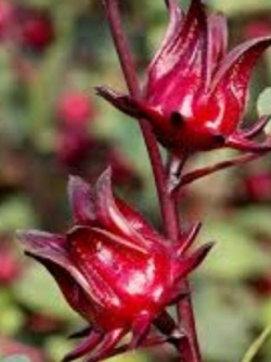 กระเจี๊ยบแดง (Rosella) / 20 เม็ด (ไทย)