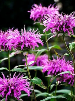 เบอกาม็อทป่า (Wild Bergamot) / 50 เม็ด (D027)