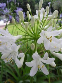 อะกาแพนธัส หรือแอฟริกัน ลิลี่ ขาว / 10 เม็ด