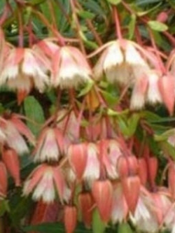 ต้นกระดิ่งนางฟ้าแดง กระถาง สูง 20-30 ซ.ม. / ต้น