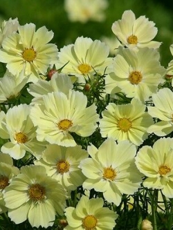 ดาวกระจาย ซานโทส (Cosmos - Xanthos) เหลือง / 30 เม็ด (UK)