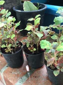 ต้นเกล็ดทับทิม (Calico plant) กระถาง เล็ก / ต้น