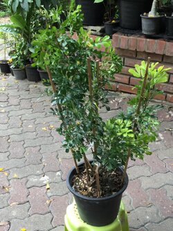 ต้นประยงค์ไต้หวัน สูง 80 - 100 ซ.ม.