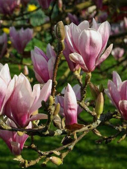 ต้นแมกโนเลีย แกรนดิฟลอร่า Magnolia Grandiflora สีขาว ดอกใหญ่ สูง 80-110 ซ.ม.