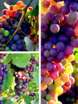 องุ่นแฟนซี (Rainbow grape) / 100 เม็ด (นอก)