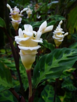 คล้าแฟนซี หรือคล้าไอศครีม (Calathea Warscewiczii) / 50 เม็ด (Vietnam)