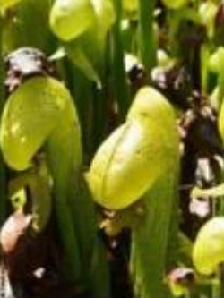 หัวงูเห่า (Cobra plants) / 20 เม็ด
