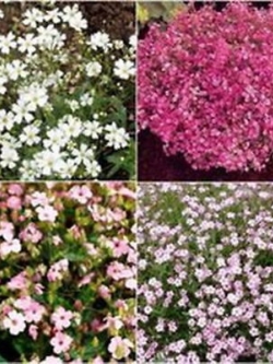 ยิปโซ (Gypsophila) คละสี / 600 เม็ด (Serbia)