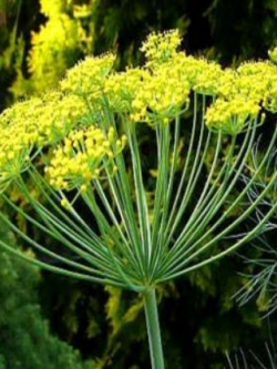 ผักชีลาว (Dill / Anethum graveolens) / 6,000 เม็ด (UK)