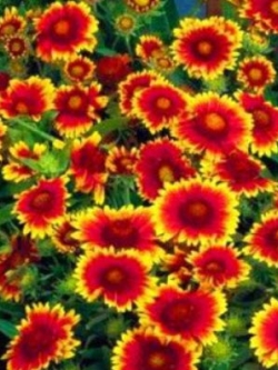 เดือนฉาย หรือ เกลลาเดียร์ (Blanketflower / Gaillardia) ดอกสองสี / 300 เม็ด (UK)