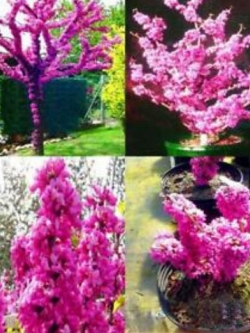 เรดบัด หรือหงษ์ฟู่ (Bauhinia / Cercis Chinensis Redbud) / 50 เม็ด (นอก)