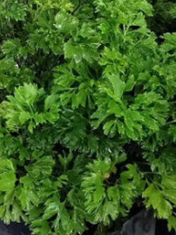 ต้นเล็บครุฑแคระ ใบเขียว กระถาง 2-3 นิ้ว