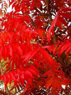 ไชนีส พิสตาชิโอ (Chinese Pistachio) / 20 เม็ด (UK)