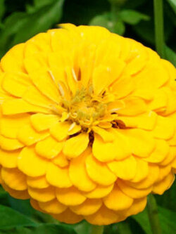 บานชื่นเหลือง (Zinnia Dahlia - Canary Bird) / 15 เม็ด (UK)