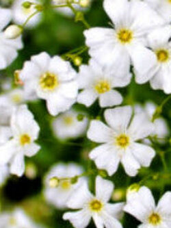 ยิปโซ (Gypsophila) ขาว / 100 เม็ด (UK)