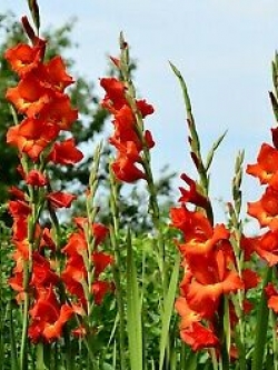 แกลดิโอลัส (Gladiolus) สีแดง ดอกใหญ่ / 100 เม็ด (China)