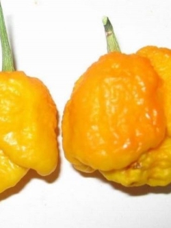 พริก Trinidad Moruga Scorpion เหลือง / 20 เม็ด (USA)