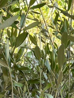 ต้นมะกอก โอลีฟ Olive เล็คซิโน่ Leccino อิตาลี สูง 60-100 ซ.ม. ต้นไม้นำเข้า