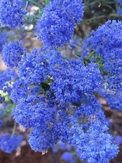 ไลแลคญี่ปุ่น (Japanese Lilac) สีฟ้า / 50 เม็ด (นอก)