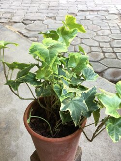 ต้นไอวี่ ใบด่างเหลือง กระถาง 4 นิ้ว / ต้น