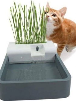 น้ำพุแมวพร้อมข้าวสาลีแก้ปากเหม็น