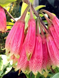 ต้นแพรชมพู กระถาง 8 นิ้ว เถายาว 100 ซ.ม. ขึ้นไป / ต้น