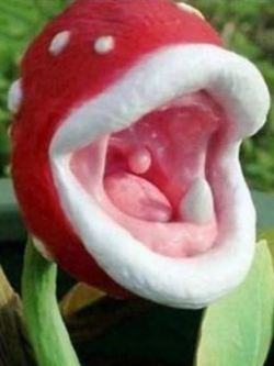 พืชกินแมลง โปเกมอน / 100 เม็ด (นอก)