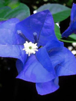 เฟื่องฟ้า (Bougainvillea) สีน้ำเงิน / 50 เม็ด (China) อ่านเงื่อนไขก่อนสั่งซื้อค่ะ