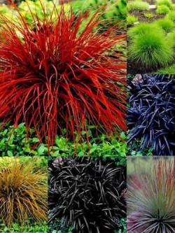 หญ้าสับปะรด (Pineapple grass) คละสี / 100 เม็ด