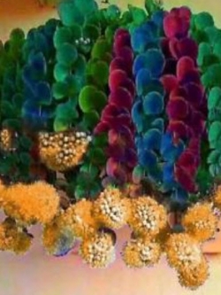 แคคตัส (Cactus-onion) สีเหลือง / 50 เม็ด