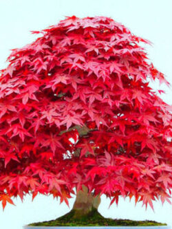 เมเปิ้ลญี่ปุ่นแดง (Japanese Maple) / 10 เม็ด (UK)
