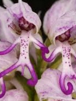 ดอกกล้วยไม้บุรุษเปลือย (Orchis Italica) / 20 เม็ด
