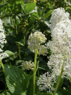 เมล็ดพันธุ์ เซียโนธัส (Ceanothus) สีขาว / 30 เม็ด (USA)