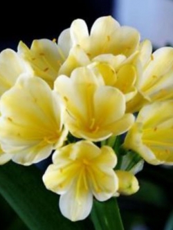 คลีเวีย (Clivia) เหลือง / 5 เม็ด