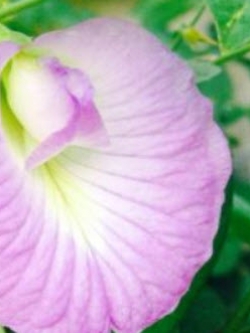 อัญชัน สีม่วงอ่อน / 20 เม็ด (P2S)