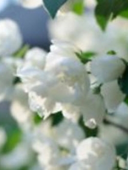 พุดซ้อน (Cape jasmine) สีขาว / 25 เม็ด (นอก)