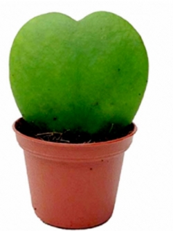 โฮย่า หัวใจ (Hoya Kerrii) / 50 เม็ด