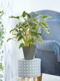 ฟิโลเดนดรอน (Philodendron bonsai) คละ / 50 เม็ด